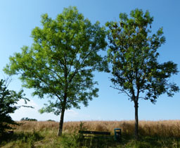 To vejtræer i Nordsjælland i 2014.