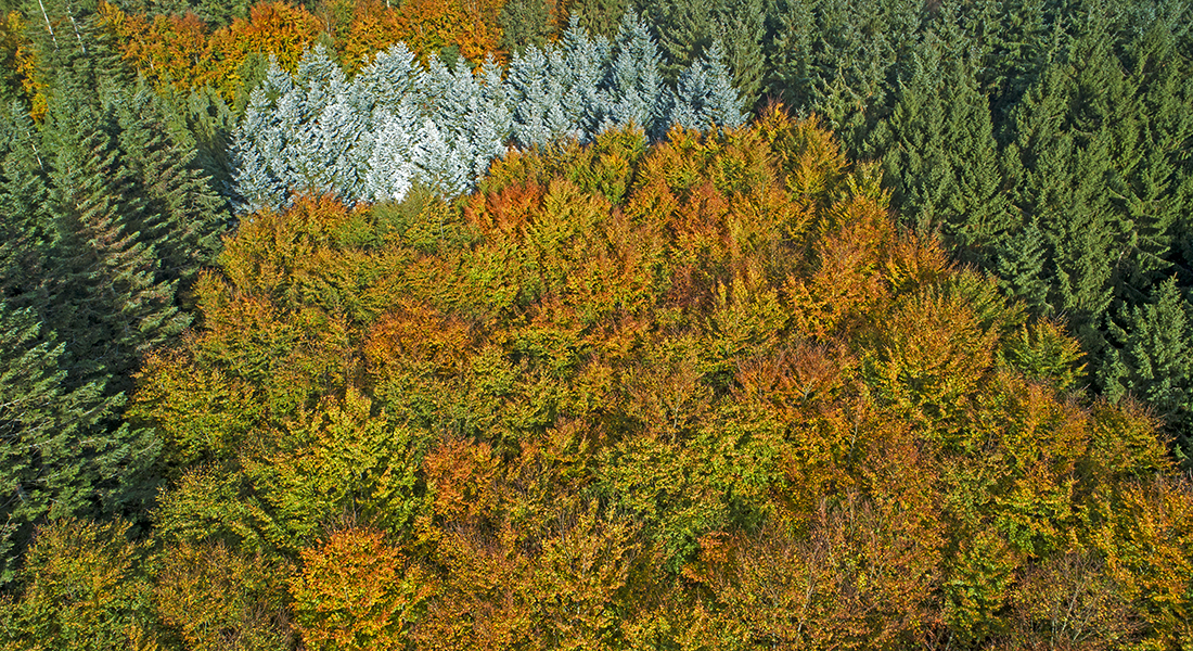 Drone billede af en skov, foto Kent Pørksen