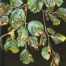 Brune bladspidser og huller i bøgeblade skyldes bøgeloppen