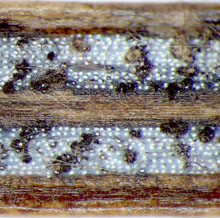 Sydowia polyspora viser sig som små sorte kugler på nålenes underside