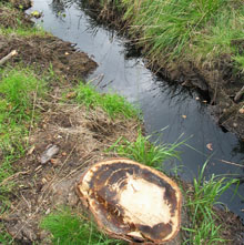 Vandfyld grøft og brun misfarvning i døde træer i september 2008 viser, at dødsårsagen er drukning.