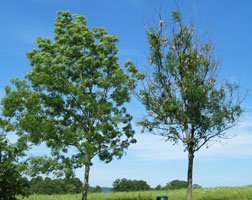 To vejtræer af ask i Nordsjælland i 2009.