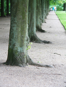 SLotsgrussti der omslutter træer – eksempel 1 / Foto: Lise Gustavson