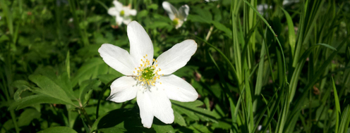 Hvid blomst